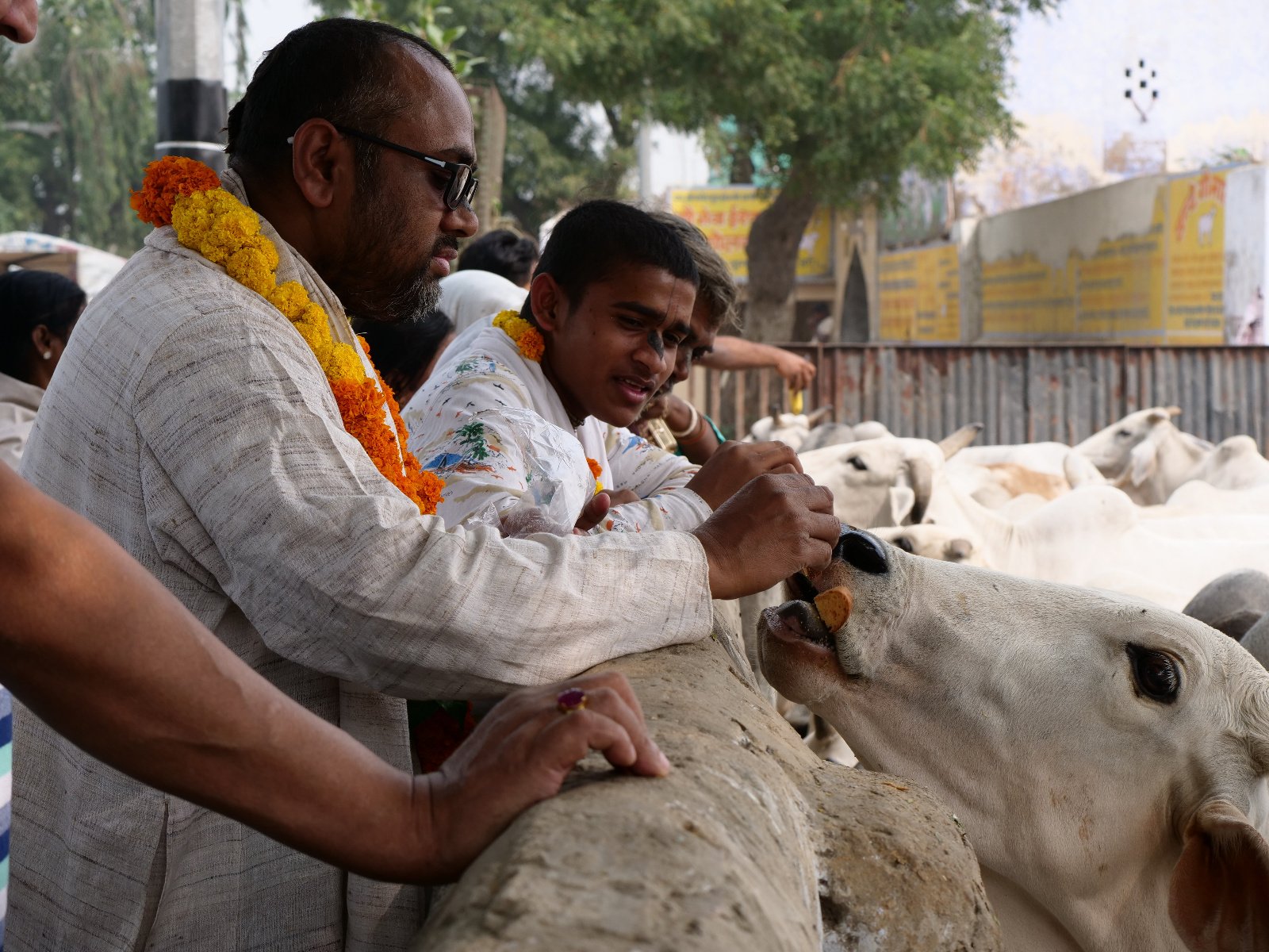  239 Gopashtami Radha kunda Govardhan 19.11.04